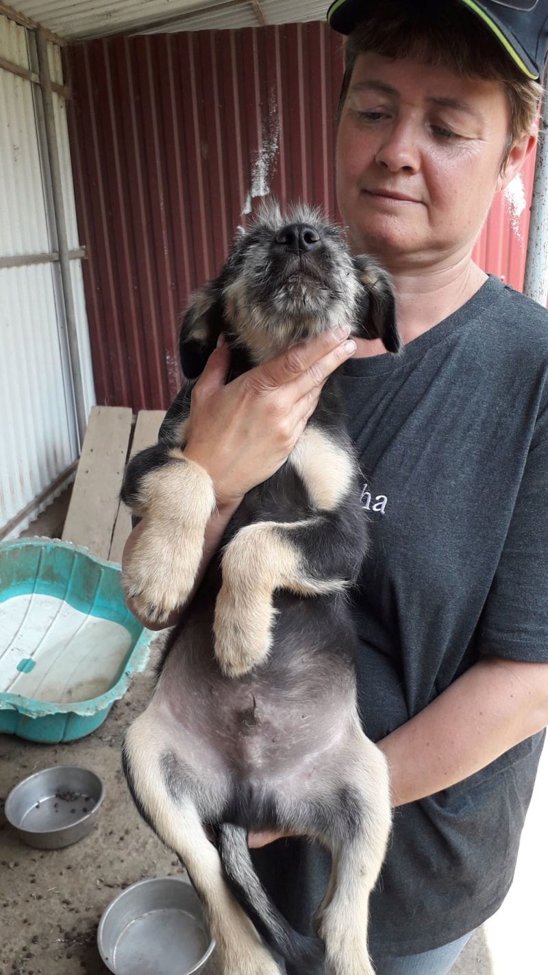 KAPPA/MALE/NE VERS AVRIL 2020/TAILLE MOYENNE ADULTE EN FA SUR LE 57 DES LE 11 JUIN/adopté 10973810