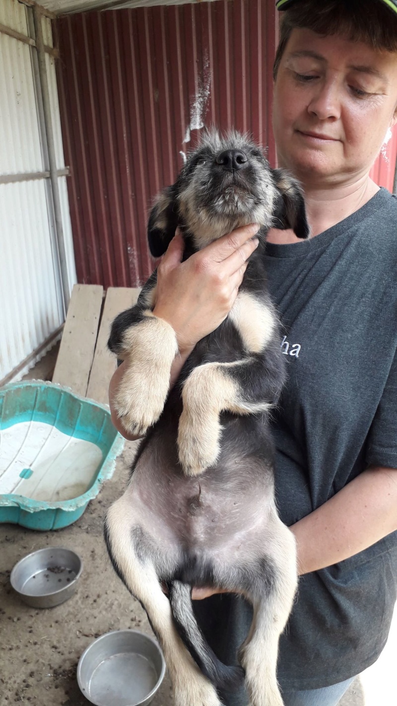 KAPPA/MALE/NE VERS AVRIL 2020/TAILLE MOYENNE ADULTE EN FA SUR LE 57 DES LE 11 JUIN/adopté 10979710