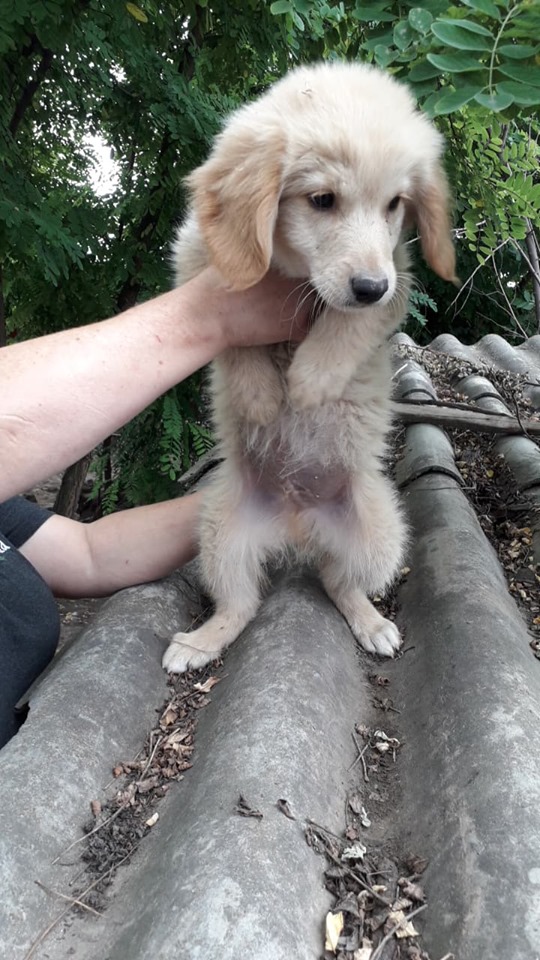 JISPER/MALE/NE VERS AVRIL OU MAI 2020/TAILLE moyenne 11017910