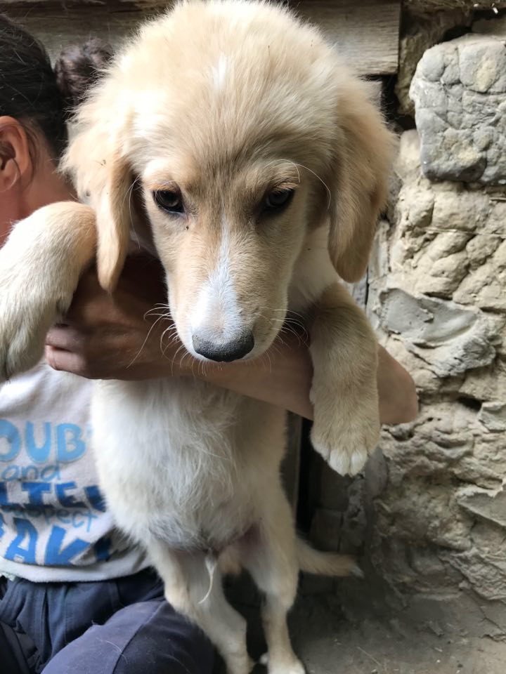 JISPER/MALE/NE VERS AVRIL OU MAI 2020/TAILLE moyenne 11776913