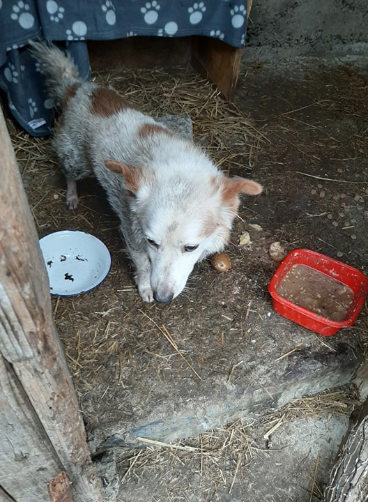 TENESSE/MALE/NE VERS 2011/TAILLE moyenne /reservé adoption 13298710