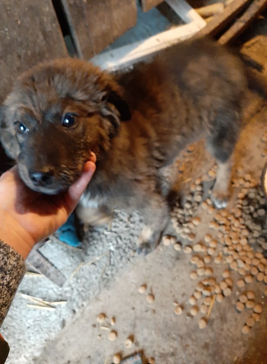 THOR/MALE/NE VERS AOUT 2020/TAILLE ADULTE MOYENNE A GRANDE  13314911