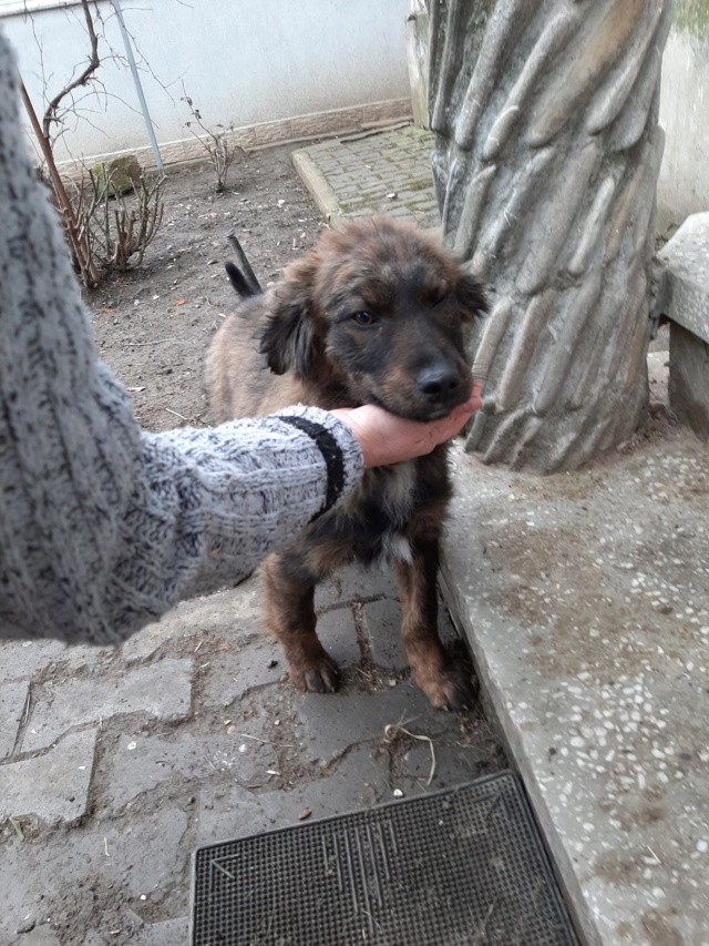 THOR/MALE/NE VERS AOUT 2020/TAILLE ADULTE MOYENNE A GRANDE  14175610