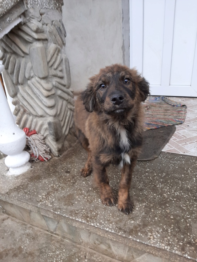 THOR/MALE/NE VERS AOUT 2020/TAILLE ADULTE MOYENNE A GRANDE  14184210