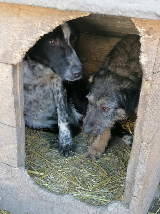 Sanka/Femelle/Née le 14-01-2020/Taille Grande/Queue Coupée Non Adoptable en Suisse 15086510