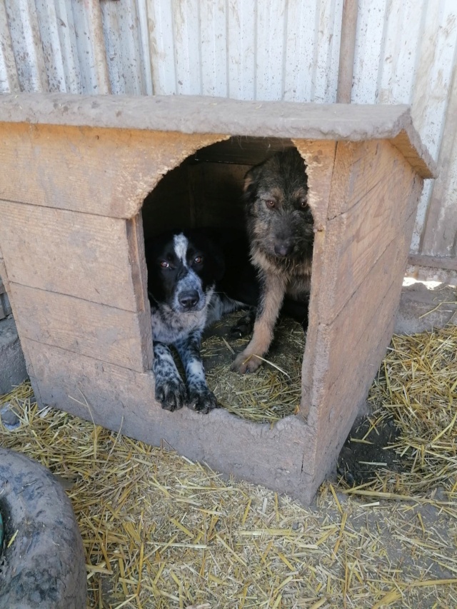 Sanka/Femelle/Née le 14-01-2020/Taille Grande/Queue Coupée Non Adoptable en Suisse 15123510