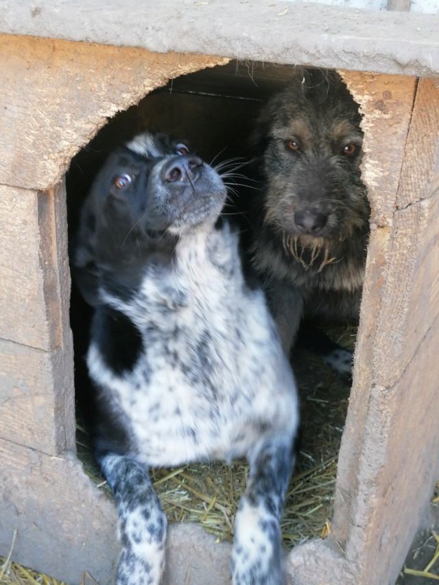 Sanka/Femelle/Née le 14-01-2020/Taille Grande/Queue Coupée Non Adoptable en Suisse 15134811