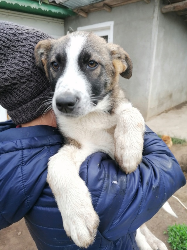 BUSTER/MALE/NE VERS JANVIER 2021/TAILLE MOYENNE A GRANDE ADULTE : RESERVE 19143910