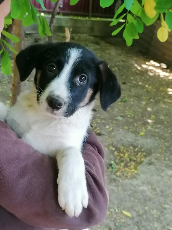 SAPHINE/FEMELLE/NEE VERS MAI 2021/TAILLE MOYENNE ADULTE /reservée adoption 21776510