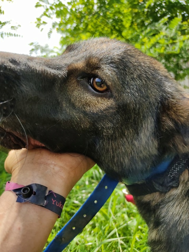ARES/MALE/NE VERS MARS OU AVRIL 2020 /TAILLE MOYENNE ADULTE/ 22290910