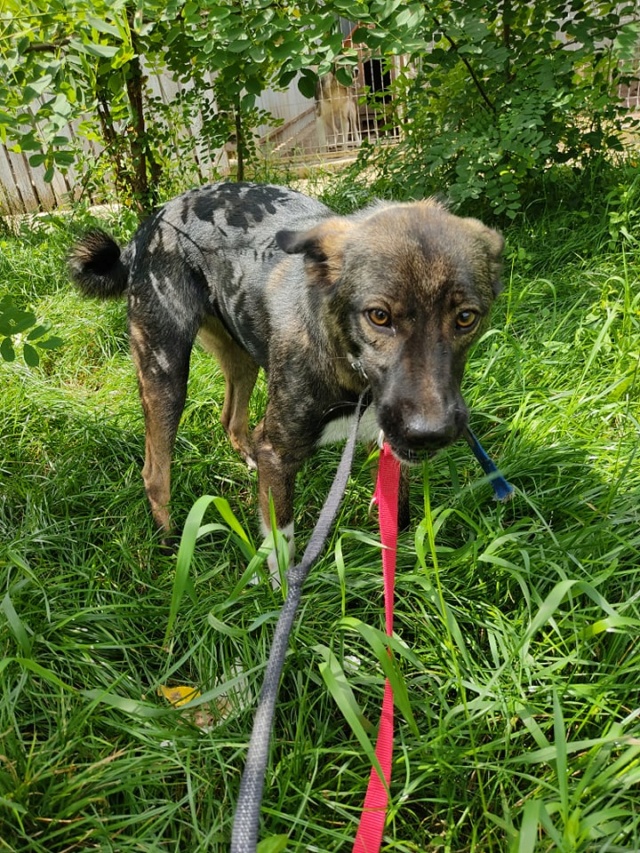 ARES/MALE/NE VERS MARS OU AVRIL 2020 /TAILLE MOYENNE ADULTE/ 22603910