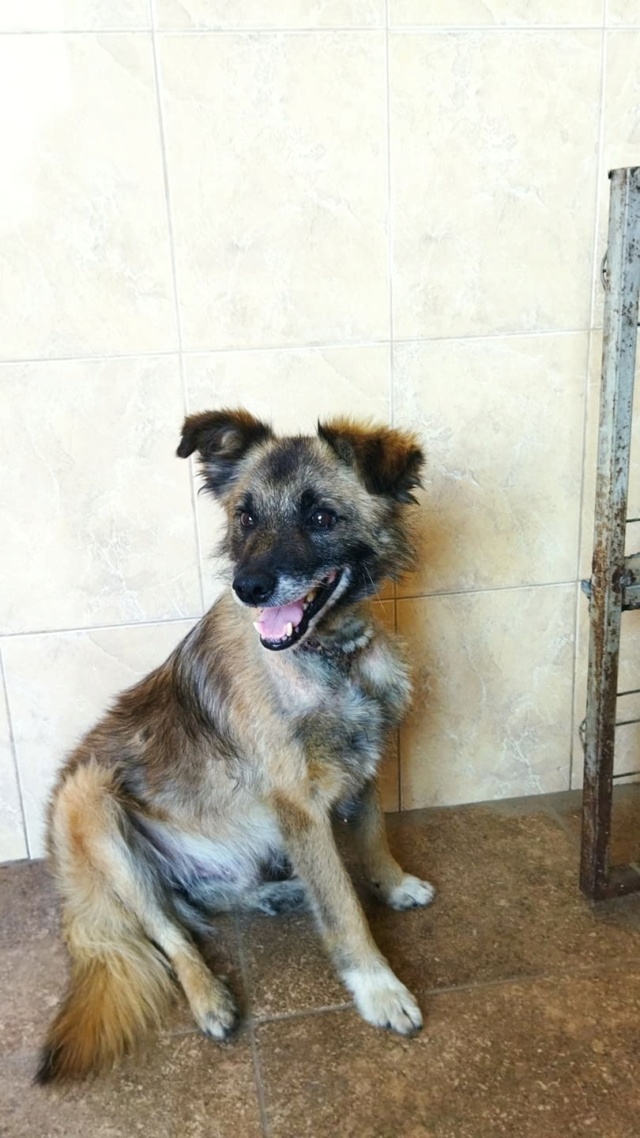 NASH/MALE/NE VERS 2013/TAILLE MOYENNE ADULTE  23533310