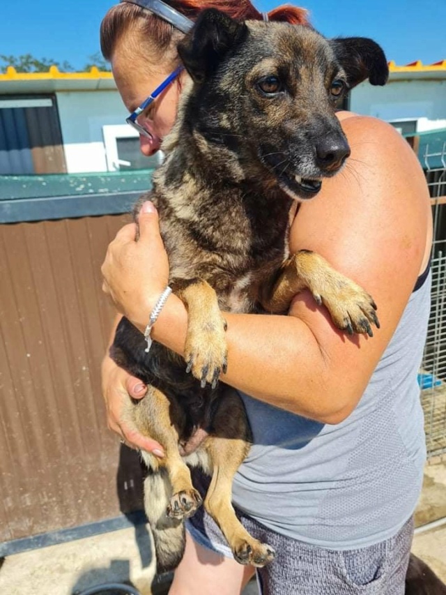 ALMA 2/FEMELLE/NEE VERS 2015/TAILLE PETITE  (ville SIBIU  de Help Romania)/ en FA  24081410