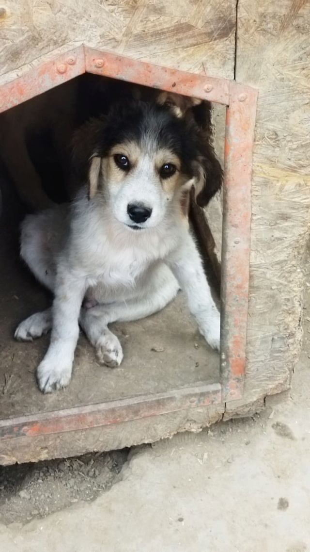 SNOOPY/MALE NE VERS 2021/TAILLE A VENIR  24291510