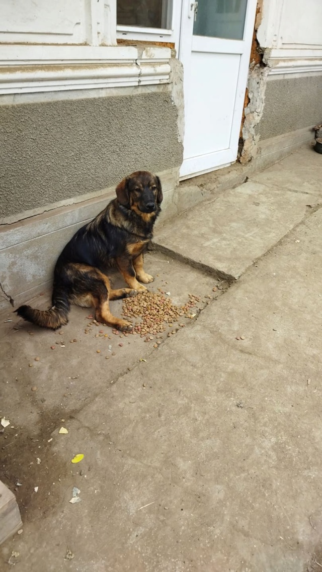 LEKI/MALE/NE VERS MARS 2021/TAILLE MOYENNE ADULTE/remise a l'adoption  24567010