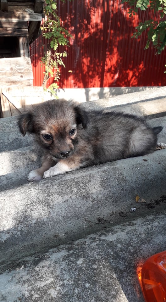 NUTTY/MALE/NE EN AOUT 2019/TAILLE PETITE ADULTE /DOSSIER D ADOPTION EN COURS 72524510