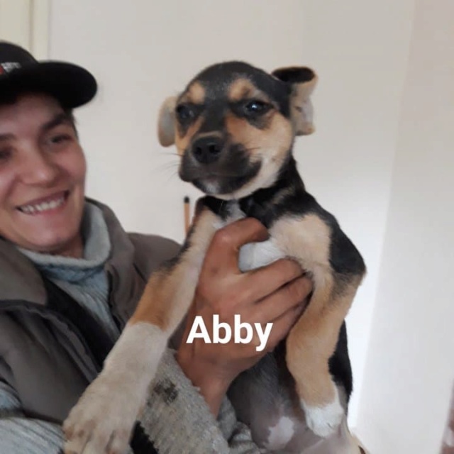ABBY/FEMELLE/NEE EN JUIN 2018 (EN FA en alsace  A PARTIR DU 21 OCTOBRE) / DEMANDE EN COURS Abby10
