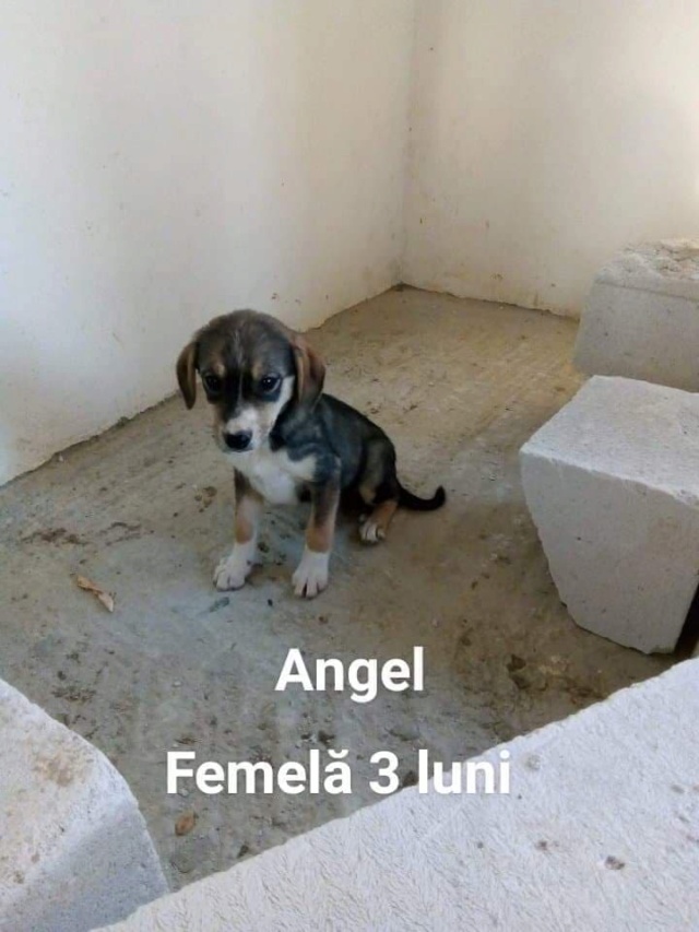 ANGEL /FEMELLE/ NEE EN JUIN 2018/petite adulte Angel110