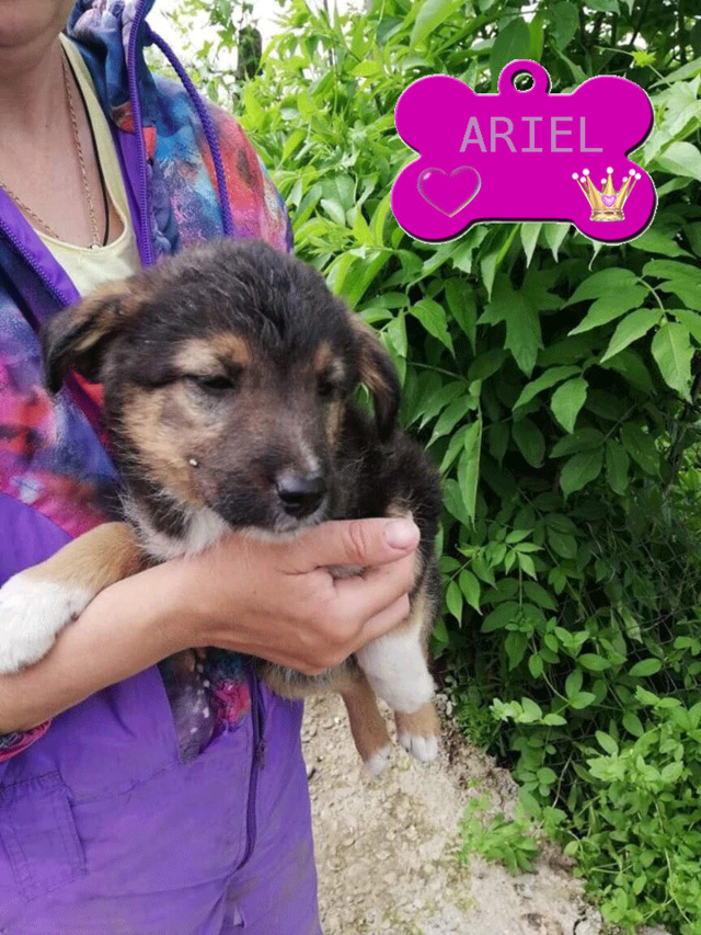 ARIEL /FEMELLE /2 A 3 MOIS /TAILLE EPTITE A MOYENNE ADULTE au refuge Ariel11
