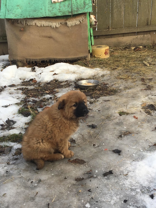 ARNOLD/MALE/AGE A VENIR/TAILLE A VENIR (marusia)/reservé adoption Arnold15