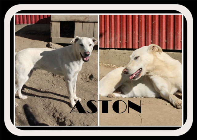aston - Aston/Mâle/Né le 10-05-2020/Taille Moyenne/Association "La patte de l'espoir 57" Aston13