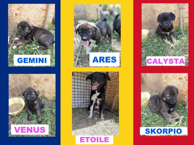 Skorpio/Mâle/Né le 04-04-2020/Taille Moyenne/adopté Bb_mam10