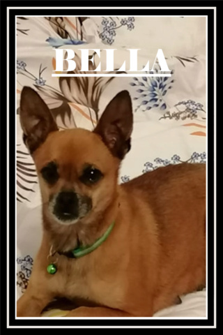 BELLA/FEMELLE/NEE EN 2014 /TAILLE PETITE :adoptable en juillet Bella10