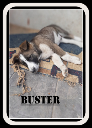 BUSTER/MALE/NE VERS JANVIER 2021/TAILLE MOYENNE A GRANDE ADULTE : RESERVE Buster10