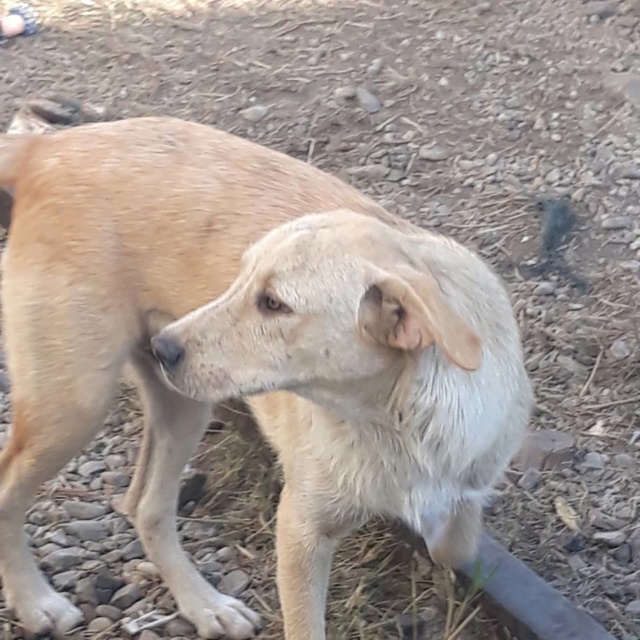  YELLOW (CALIN) /MALE/né en JANVIER 2018 environ/taille moyenne adulte(EN FA EN ALSACE A PARTIR DU 21 OCTOBRE) DEMANDE EN COURS Calin110