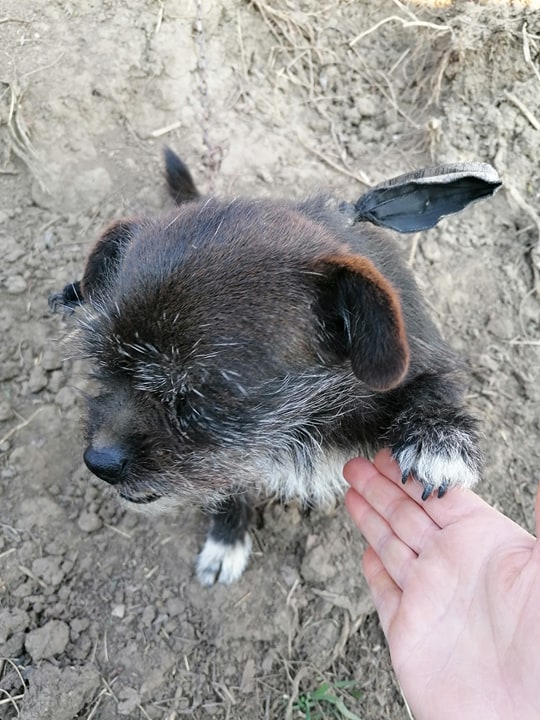 CHEPI/FEMELLE/NEE VERS 2010 /TAILLE PETITE / adoptée par sa FA  Chepi210