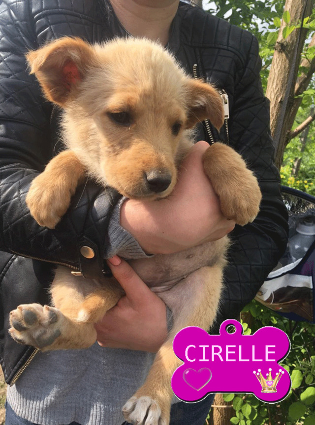 CIRELLE/FEMELLE/2 MOIS/TAILLE PETITE A MOYENNE AU REFUGE Cirell11