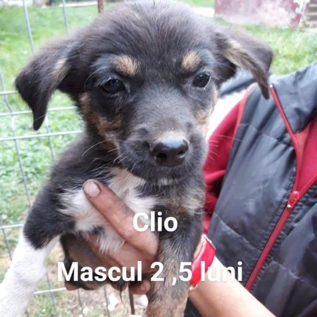 CLIO/MALE/né vers juin 2018/taille petite  Clio10