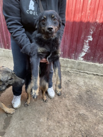 CLOVER/FEMELLE/NEE VERS AVRIL OU MAI 2020/TAILLE MOYENNE ADULTE /reservée adoption  Clover12