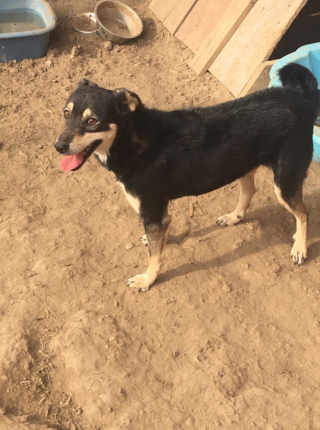 GALA/FEMELLE/née le 11.10.2015/TAILLE PETITE au refuge/ réservée adoption Gala211