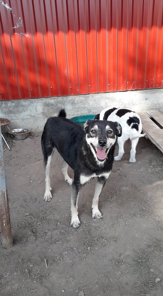 GALA/FEMELLE/née le 11.10.2015/TAILLE PETITE au refuge/ réservée adoption Gala410