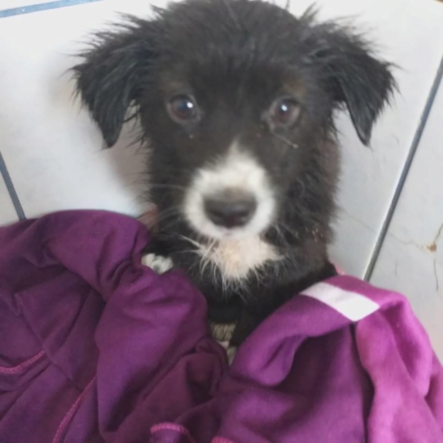 GIPSY(dipsye)/MALE /3 MOIS NE EN aout  2018 (florin)/recs/DEMANDE EN COURS Gipsy210