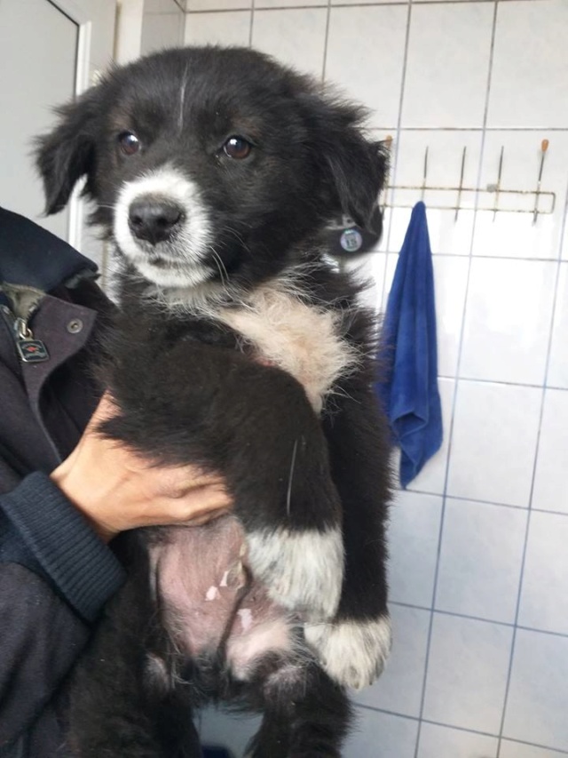 GIPSY(dipsye)/MALE /3 MOIS NE EN aout  2018 (florin)/recs/DEMANDE EN COURS Gipsy510