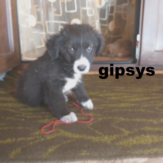 GIPSY(dipsye)/MALE /3 MOIS NE EN aout  2018 (florin)/recs/DEMANDE EN COURS Gipsys10