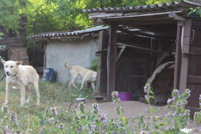 HELKI/MALE/10 ANS /TAILLE MOYENNE / AU REFUGE Helki15