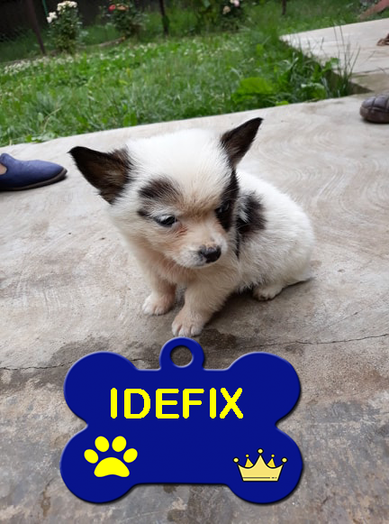 IDEFIX/MALE/NE LE 10 06 2019  /TAILLE PETITE / VISIBLE SUR LE 54 Idefix10