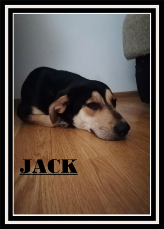 JACK 2/MALE /NE VERS 2019/TAILLE MOYENNE /en Fa chez Alina amie de Marusia  Jack10