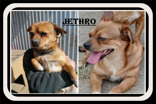 JETHRO/MALE/NE VERS 2018/TAILLE PETITE  /en attente de réservation  Jethro11