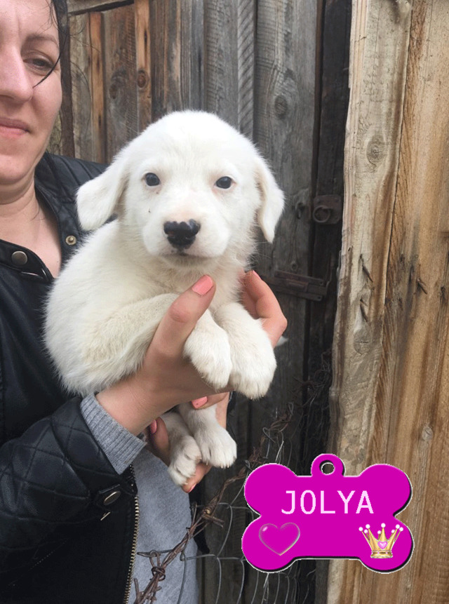 JOLYA/FEMELLE/née vers mars 19/TAILLE MOYENNE ADULTE / AU REFUGE Jolya11