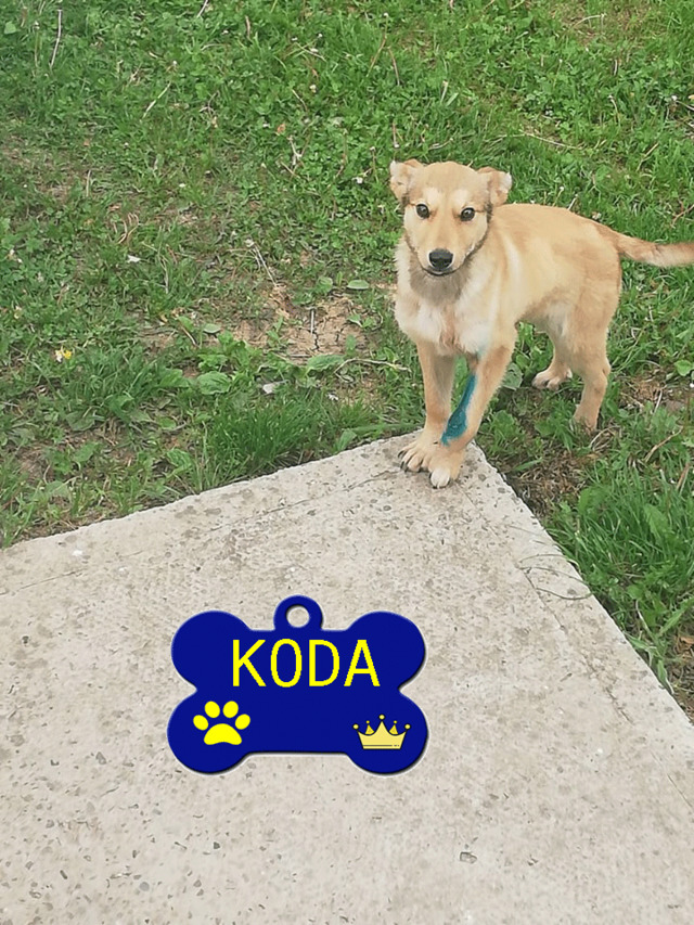 KODA/MALE/5 MOIS A PEU PRES/TAILLE MOYENNE + ADULTE / CHEZ LES PARENTS DU VETERINAIRE Koda110