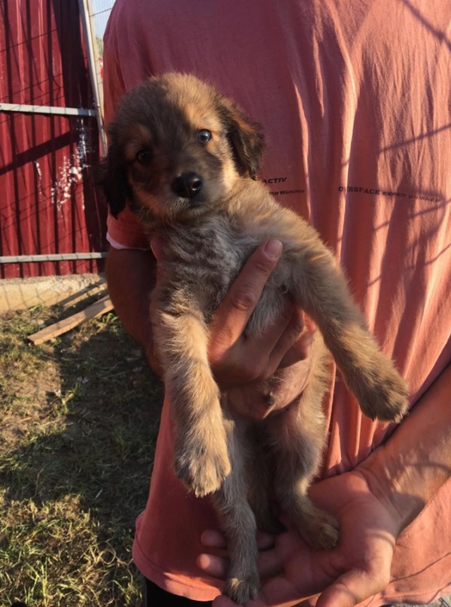 MIKIE/MALE/2 MOIS ENVIRON/TAILLE PETITE A MOYENNE ADULTE /ADOPTABLE POUR UN AUTRE RAPATRIEMENT QUE CELUI DU 3 AOUT  Mikie210