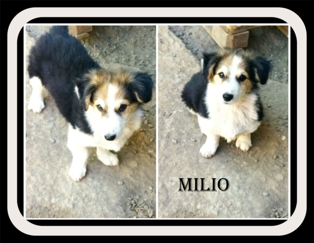 MILIO /MALE/NE VERS AVRIL 2021/TAILLE MOYENNE ADULTE /en cours de reservation  Milio10