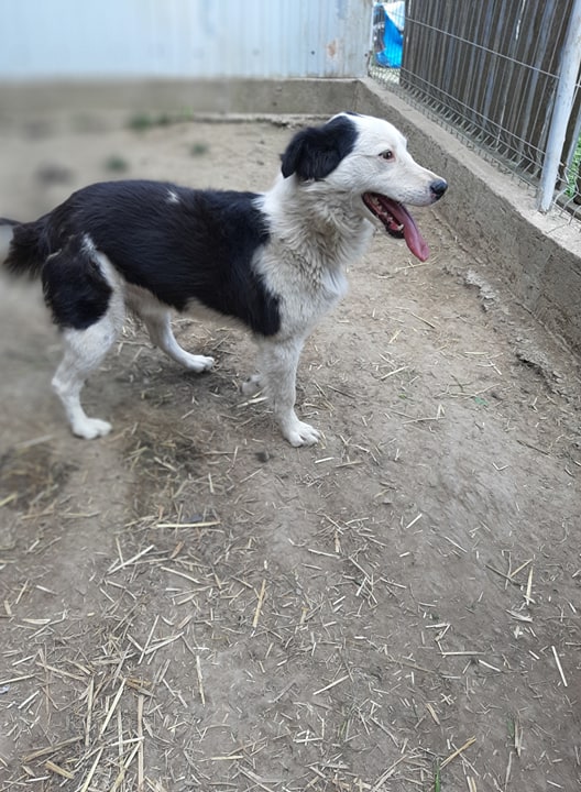 MURDOCK/MALE/NE VERS 2019/TAILLE MOYENNE adopté le 12 décembre 2020 Milo1110