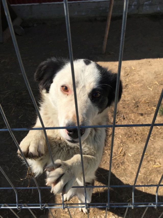 MURDOCK/MALE/NE VERS 2019/TAILLE MOYENNE adopté le 12 décembre 2020 Milo312