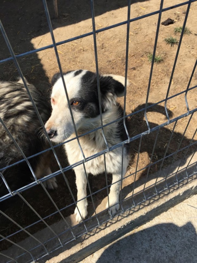 MURDOCK/MALE/NE VERS 2019/TAILLE MOYENNE adopté le 12 décembre 2020 Milo810