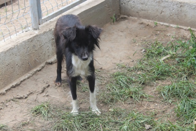 MIRA/FEMELLE/1 A 2 ANS/TAILLE petite   REFUGE Mira112